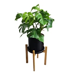 GENERICO - MONSTERA EN MACETA NEGRA Y PEDESTAL DE MADERA