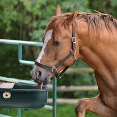 GENERICO - BEBEDERO AUTOMATICO PARA GANADO VACAS CABALLOS VERDE