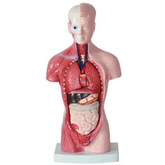 GENERICO - Cuerpo Torso Humano Ciencias Médicas 15 Piezas