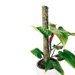 UN CUARTO VERDE - Tutor de musgo Grande para plantas parante tutor 85cm