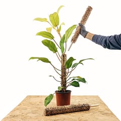 UN CUARTO VERDE - Tutor de musgo Apilable para plantas parante tutor 55cm