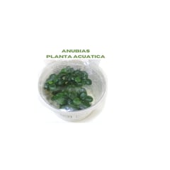 GENERICO - Anubias Plantas Acuáticas Para Acuarios