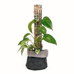 UN CUARTO VERDE - Tutor de musgo Pequeño para plantas parante tutor 40cm