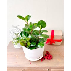 GENERICO - Peperomia Verde - Feng Shui - Planta de interior