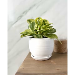 GENERICO - Peperomia Variegada Amarilla - Feng Shui - Planta de interior