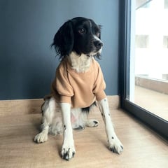 PERRUNA - Polera ropa para perros color cocoa Talla 0