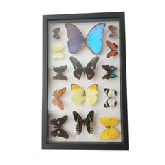 GENERICO - Cuadro Decorativo con 13 Mariposas Variadas, 1 Morpho Disecadas