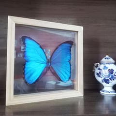 GENERICO - Cuadro Decorativo con Una Mariposa Morpho Tornasolada Disecada