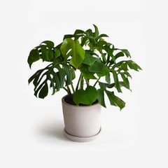 HIERBA Y LUISA COMPANY - Web_Planta Natural Monstera Bo