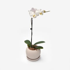 HIERBA Y LUISA COMPANY - Orquídea Natural Phalaenopsis 1 Vara
