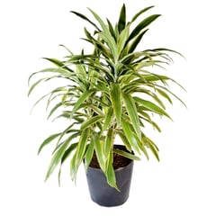 4 ESTACIONES - Planta Natural Dracaena Amarilla