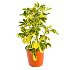 4 ESTACIONES - Planta Natural Minischefflera Mixto