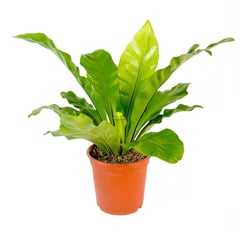 4 ESTACIONES - Planta Natural Decorativa Asplenium