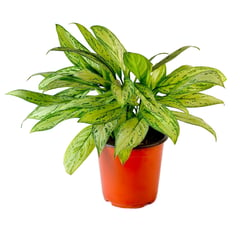 4 ESTACIONES - Planta Natural de Interior Aglaonema Silver Queen